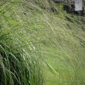 Molinia arundinacea Transparent - Stor pibegr�s