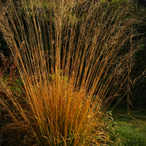 Molinia caerulea Dauerstrahl - Bl�top