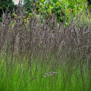 Molinia caerulea Edith Dudszus - Pibegr�s