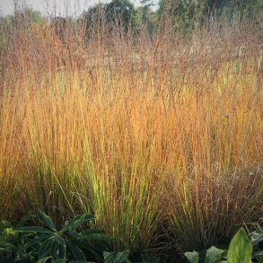 Molinia caerulea Heidebraut - Pibegr�s