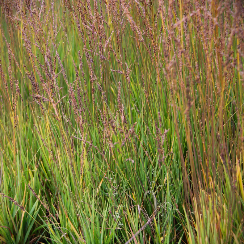 Molinia caerulea Heidezwerg- Pibegrs