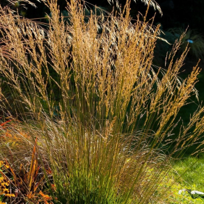 Molinia caerulea Moorflamme - Bltop