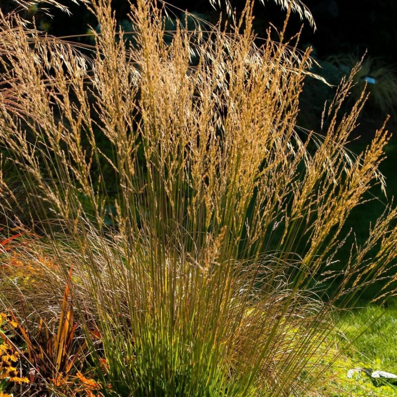 Molinia caerulea Moorflamme - Bltop