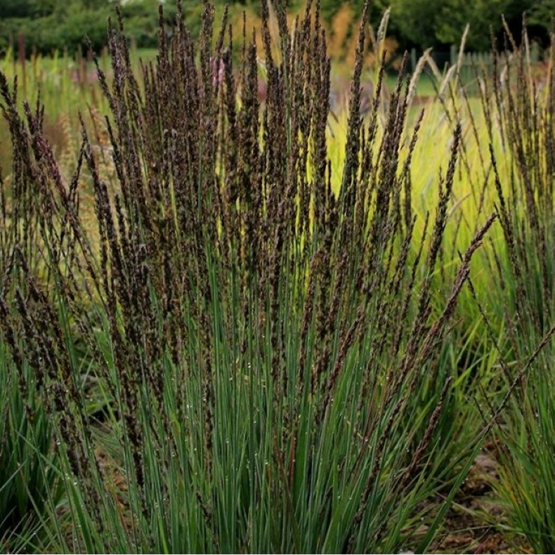 Molinia caerulea Moorhexe - Dvrgpibegrs 