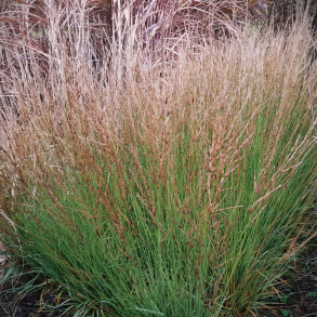 Molinia caerulea Torch - Bltop