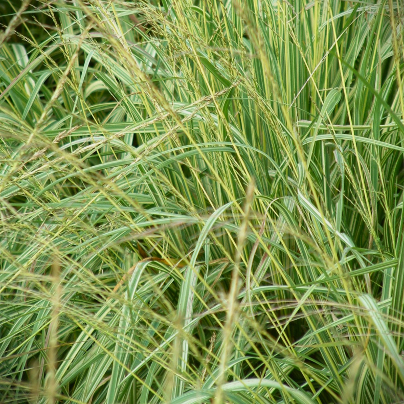 Molinia caerulea Variegata - Bltop 