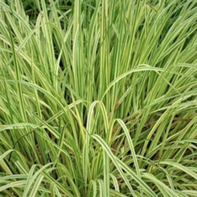 Molinia caerulea Variegata - Bltop 
