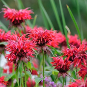 Monarda Cambridge Scarlet - Hestemynte