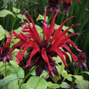 Monarda Jacob Cline - Hestemynte