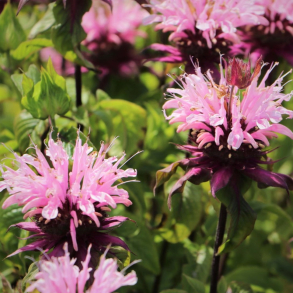Monarda  fistulosa Beauty of Cobham - Hestemynte