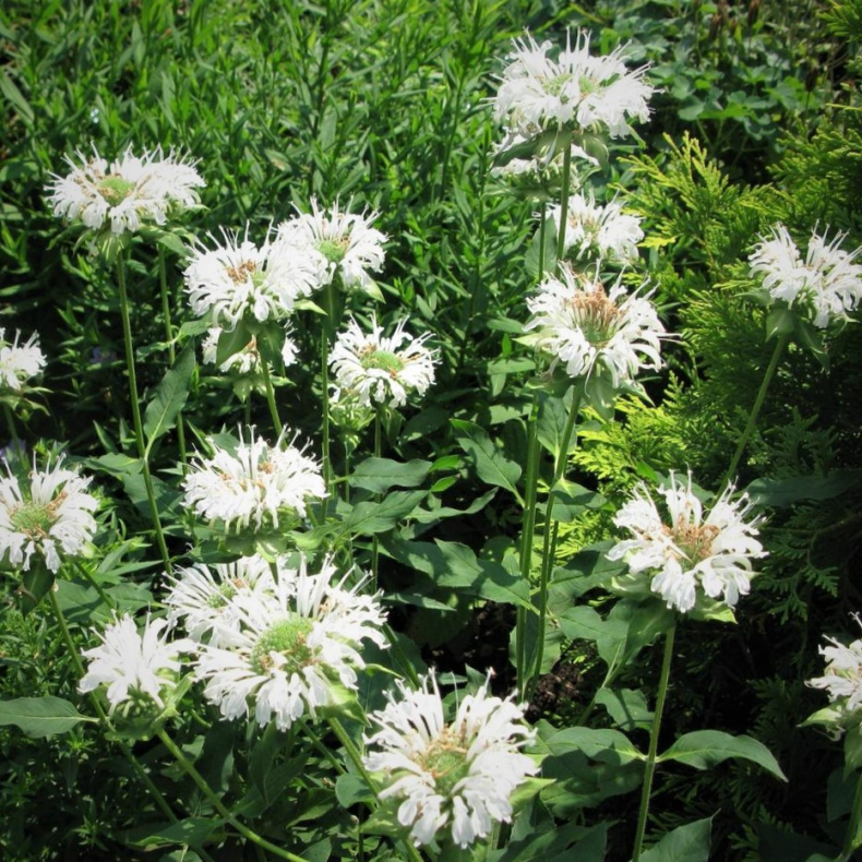 Monarda hybrida Schneewittchen - Hestemynte