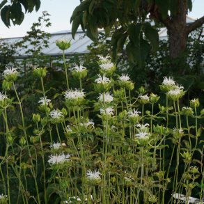 Monarda hybrida Schneewittchen - Hestemynte