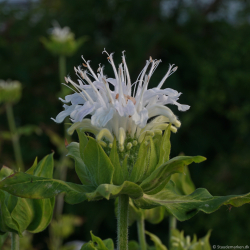 Monarda hybrida Schneewittchen - Hestemynte