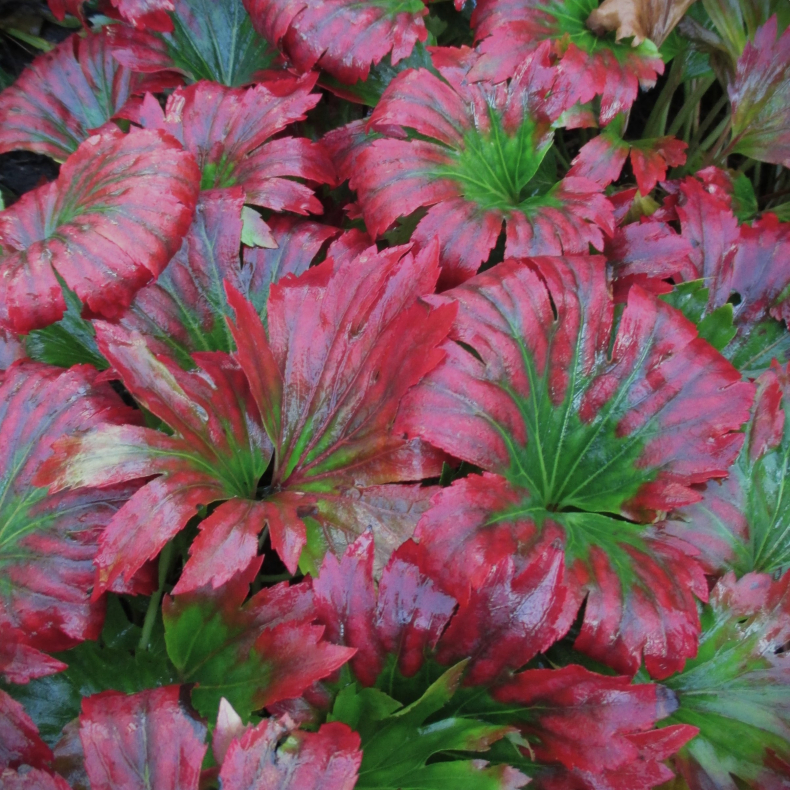 Mukdenia rossii - Ahornblad 