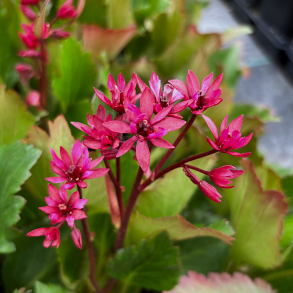 Mukgenia hybrida Flame - Kmpestenbrk