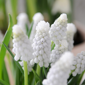 Muscari armeniacum Siberian Tiger - Armensk Druehyacint 12 l�g str. 8/+