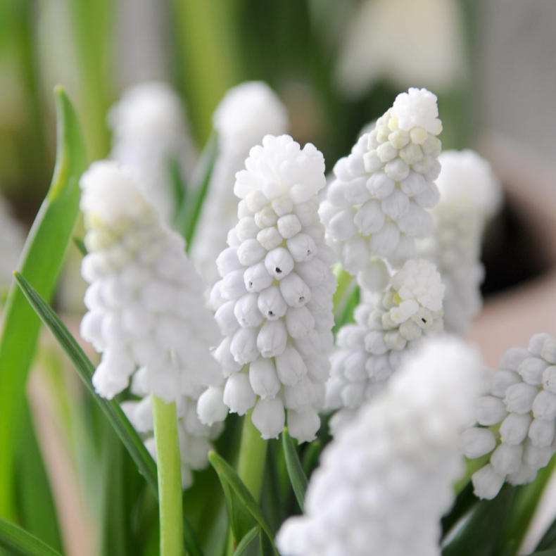 Muscari armeniacum Siberian Tiger - Armensk Druehyacint 12 l�g str. 8/+