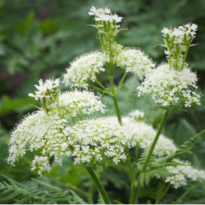 Myrrhis odorata -  Spansk S�dsk�rm  Anis k�rvel 