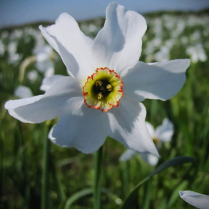 Narcissus poeticus Recurvus - Gammeldags Pinselilje