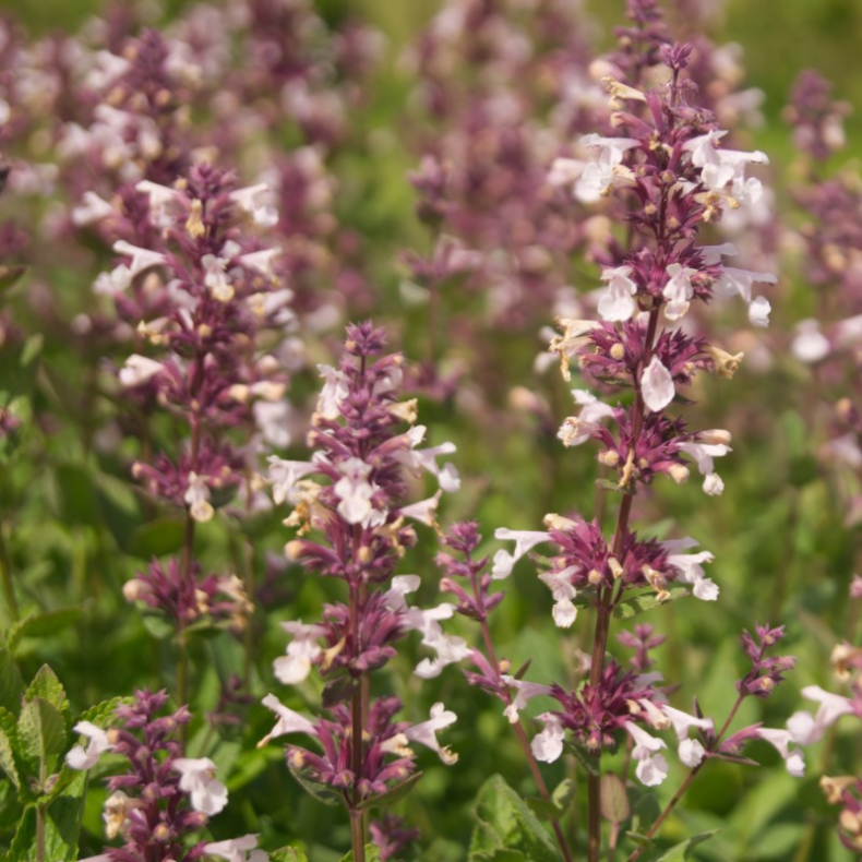 Nepeta Florina - Katteurt