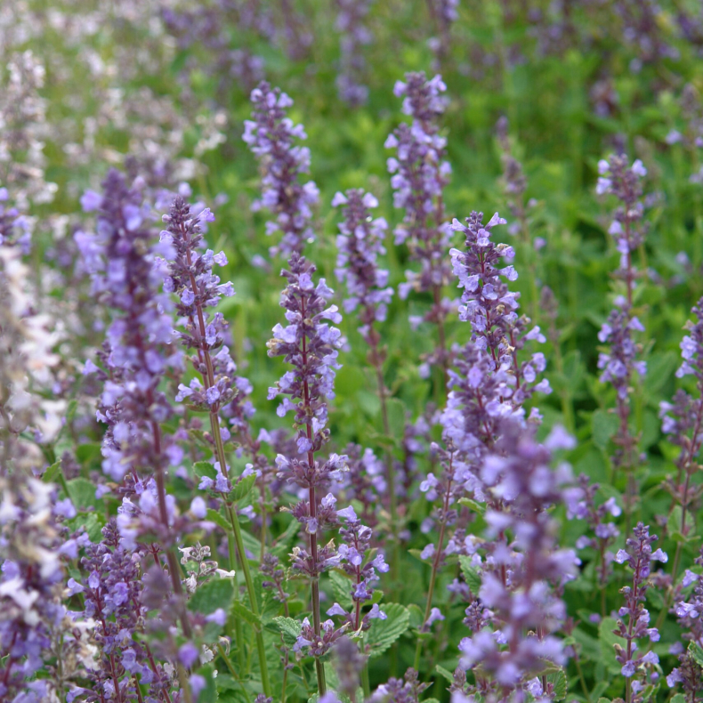 Nepeta Poseidon - Katteurt 