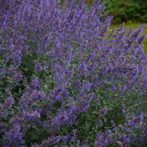 Nepeta Six Hills Giant - Katteurt