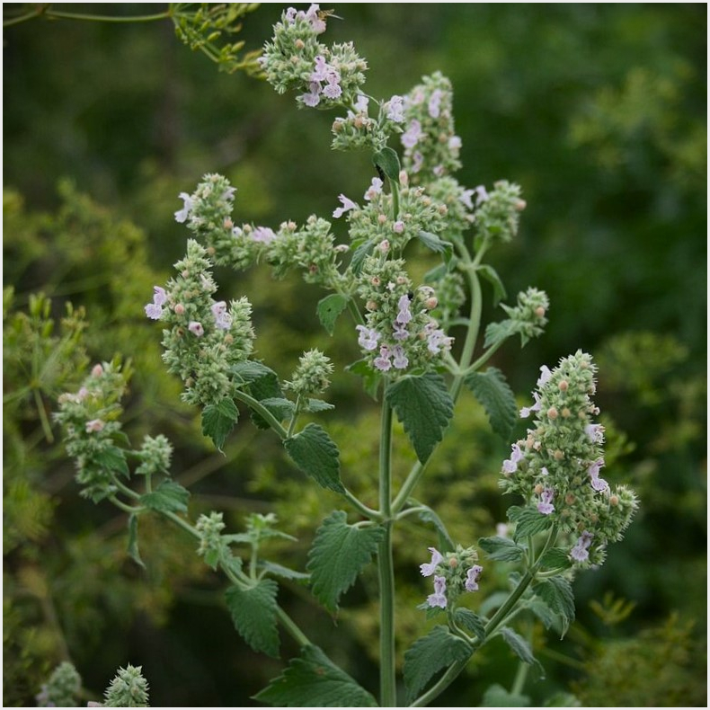 Nepeta cataria - Almindelig katteurt