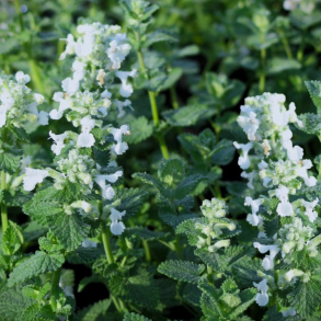 Nepeta faassenii Alba - Bl�kant