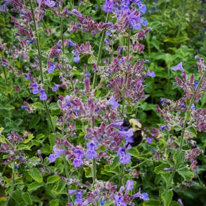 Nepeta faassenii Dropmore - Katteurt 