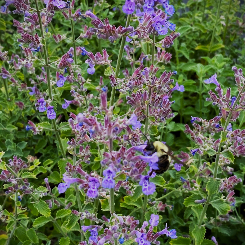 Nepeta faassenii Dropmore - Katteurt 