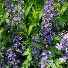 Nepeta faassenii Grol - Katteurt