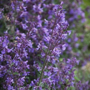 Nepeta faassenii Kit Cat - Katteurt 