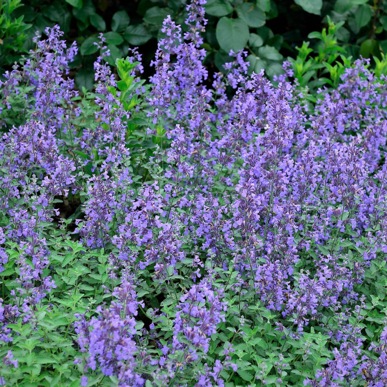 Nepeta faassenii Senior - Blkant