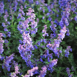 Nepeta faassenii Six Hills Giant - Katteurt 
