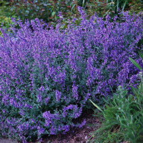 Nepeta faassenii Walkers Low - Katteurt