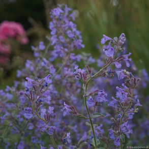 Nepeta faassenii Walkers Low - Katteurt