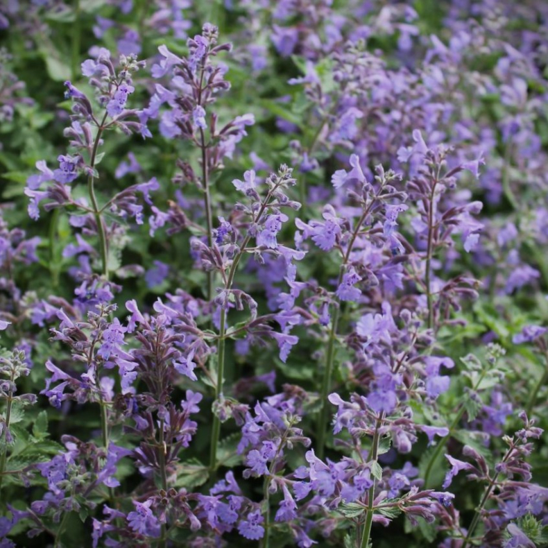 Nepeta faassenii  - Bl�kant -  Katteurt 