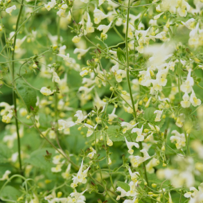 Nepeta govaniana - Katteurt 