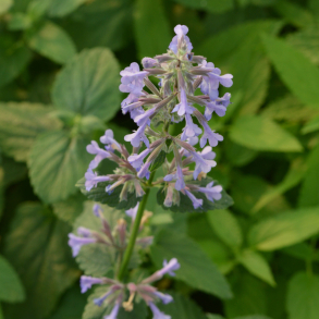 Nepeta grandiflora Bramdean - Katteurt
