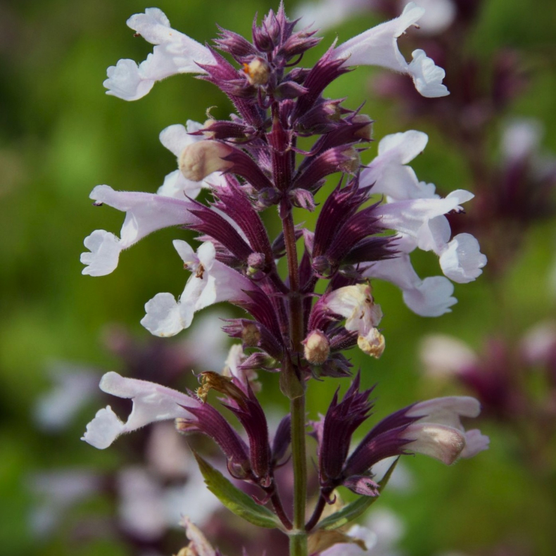 Nepeta grandiflora Dawn to Dusk - Katteurt 