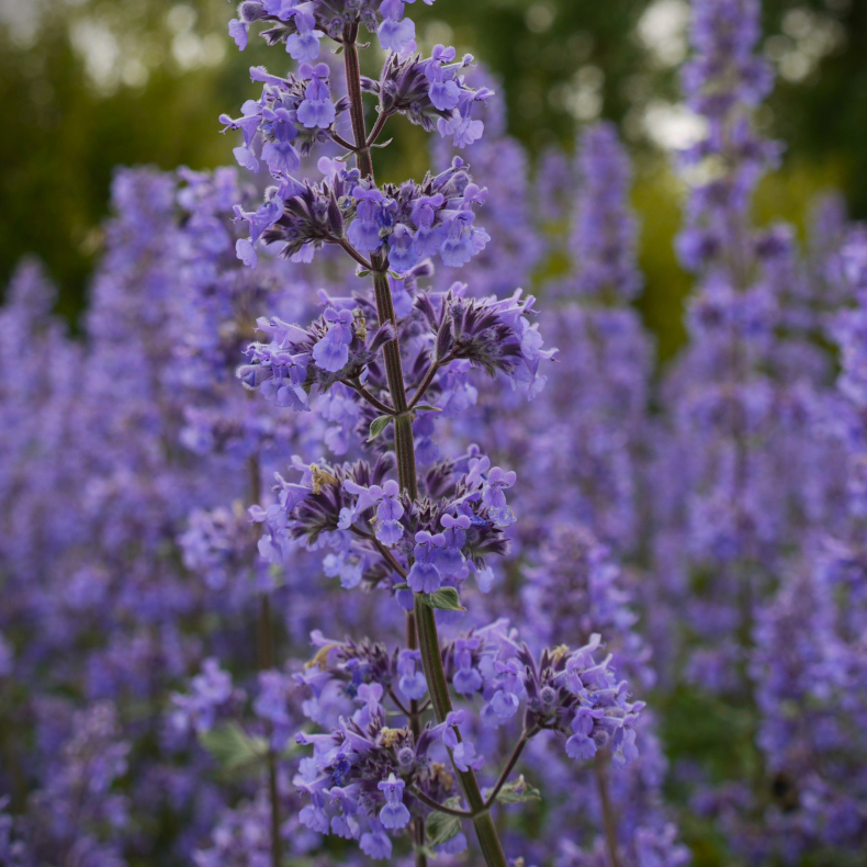 Nepeta grandiflora Summer Magic - Katteurt
