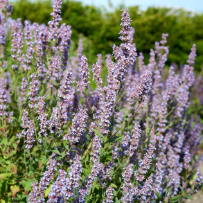 Nepeta grandiflora Veluw's Blauwtje - Katteurt