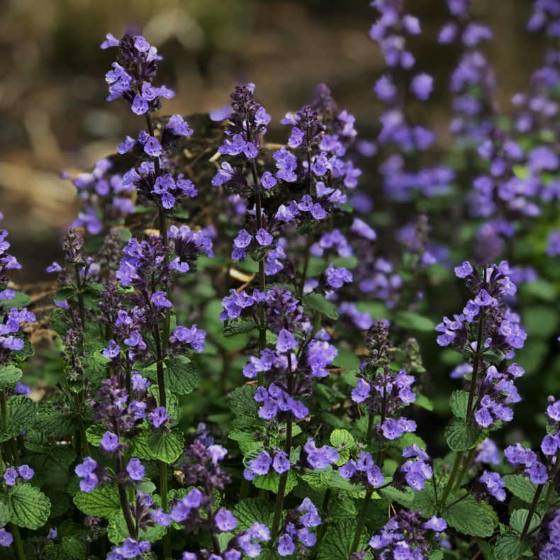Nepeta hybrida Cats Pajamas - Blkant - Katteurt