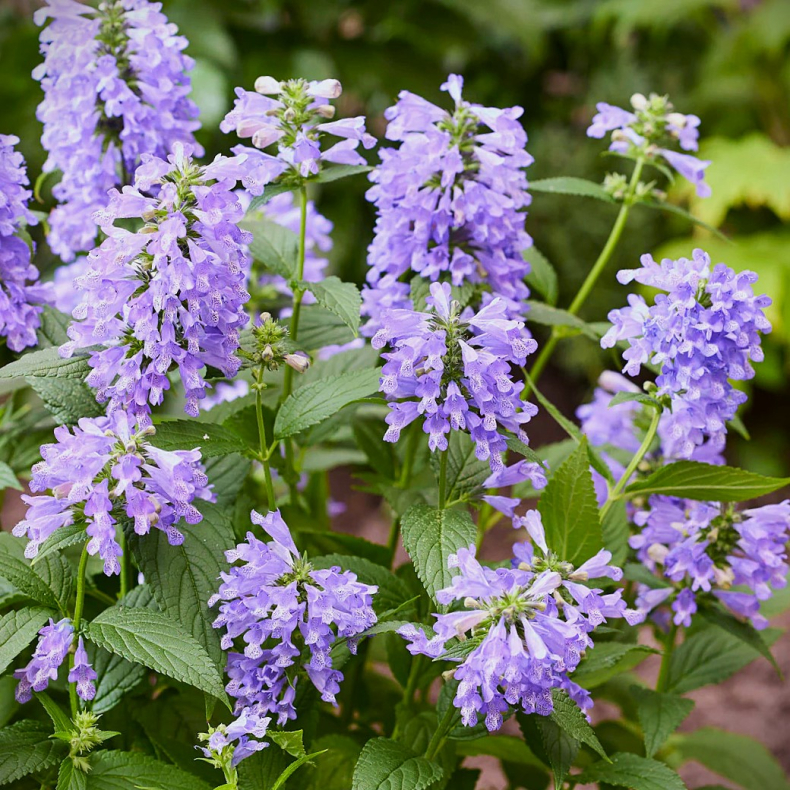 Nepeta hybrida Magical Mr. Blue Sky - Blkant - Katteurt