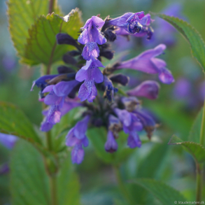 Nepeta hybrida Weinheim Big Blue - Bl�kant - Katteurt