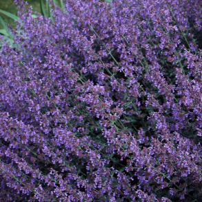 Nepeta mussinii - Blkant