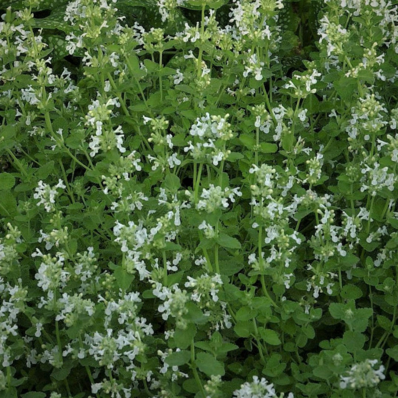 Nepeta racemosa  Alba - gte Blkant katteurt