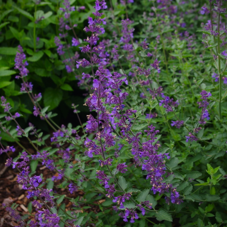 Nepeta racemosa Grog - Blkant - Katteurt 