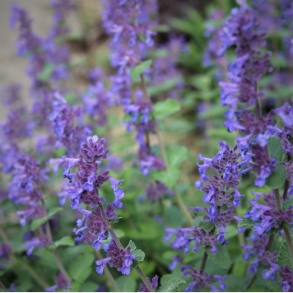 Nepeta racemosa Odeur Citron - Blkant 
