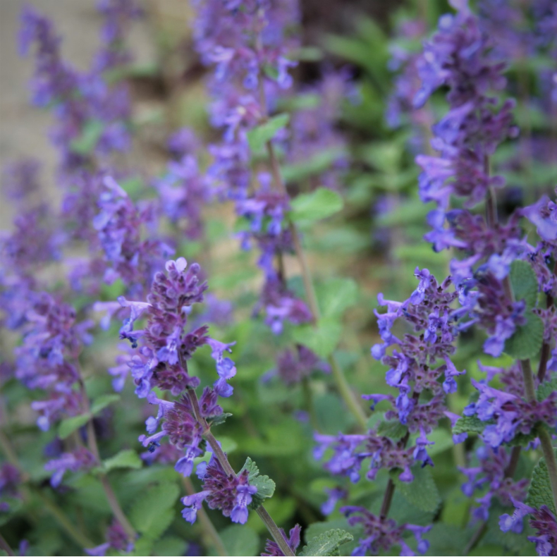 Nepeta racemosa Odeur Citron - Blkant 